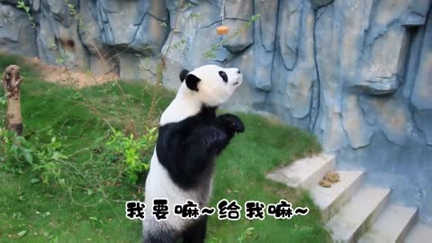 The giant panda is a national treasure