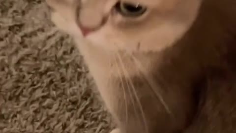 cute and Funny vidéos for cat