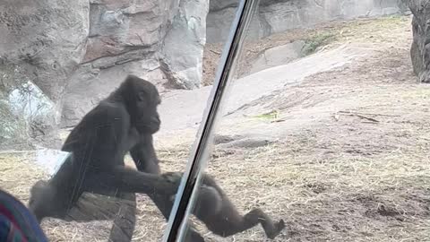 Gorillas Play at Animal Kingdom