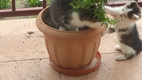 Three kittens playing in a rosemary pot