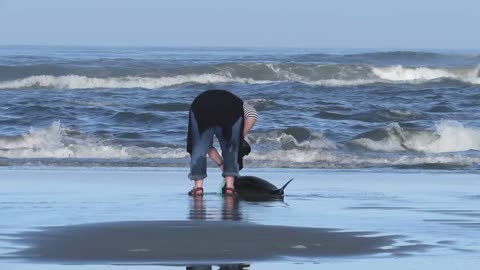 Woman Rescues Baby Dolphin