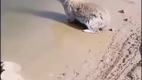 RABBIT SWIM IN THE SEA.mp4