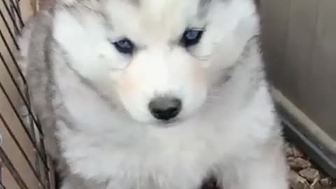 The Most Adorable Husky Puppies