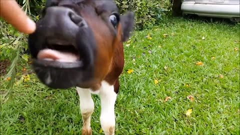 Cows Go Moo (Baby Edition) - CUTEST Compilation