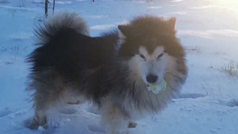 A dog holding a ball in the snow funny video