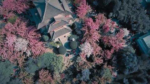 青龍寺絕美櫻花，這裡又將成為西安最美之地 #西安 #樱花
