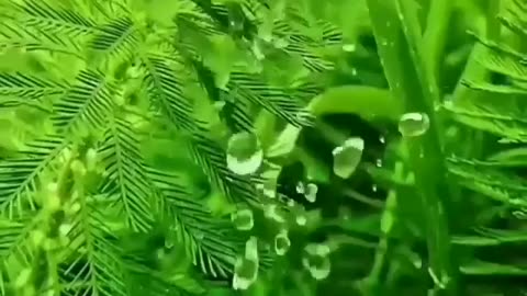 The rain in beautiful Nature