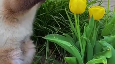 Wow, This Flower Smells So Good #shorts #shortsvideo #video #viral