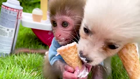 Baby monkey and puppy pretend play selling ice cream