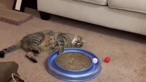 Cute cat and funny video
