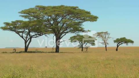 Acacia trees grown on the African savannah