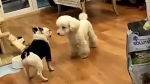 DOG DANCE - SO CUTE