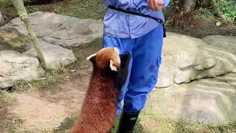 Is there anyone like me who wants to cuddle 2 Bao # Red Panda