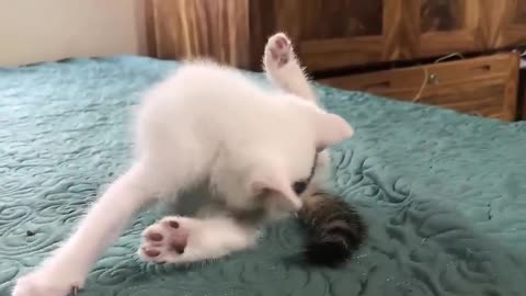 Cute cat funyy video
