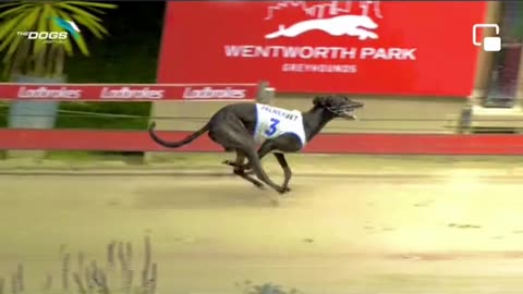 Dog 🐕 racing amazing video