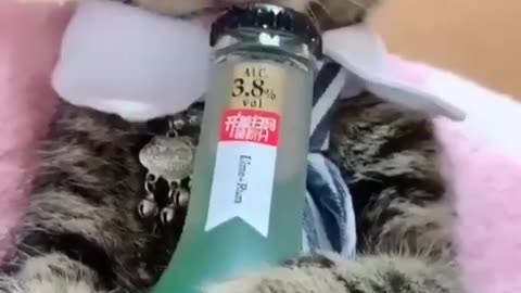 The cat is not allowed to drink
