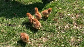 Spring chicks