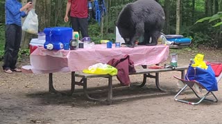 Wild Bear Decides To Crash Outdoor Birthday Party