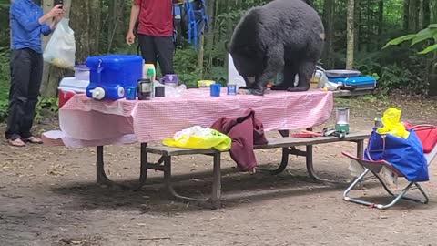 Wild Bear Decides To Crash Outdoor Birthday Party