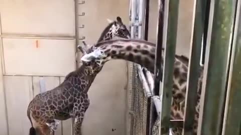 A visit from Papa Giraffe to meet his new-born baby