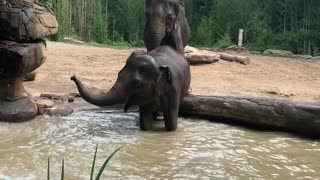 Young Elephant Has a Temper Tantrum