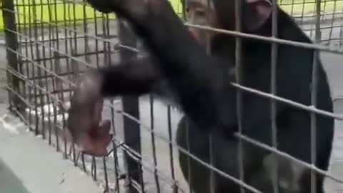 Baby Gorilla Asking Mineral water Very heat Temprature
