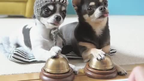Chihuahua Ring Bells To Sound Of Piano Melody