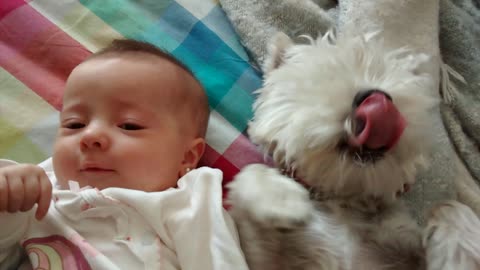 Puppy licks newborn baby