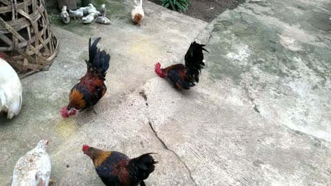 Ayam Kate. #ayamkate #ayamhias #animals #hewanpeliharaan