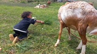 My kid feeding easter sheep