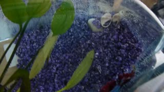 Friendly Beta fish eats from owner's hand