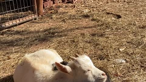 Dwarf Goats Cuddle in Sunshine