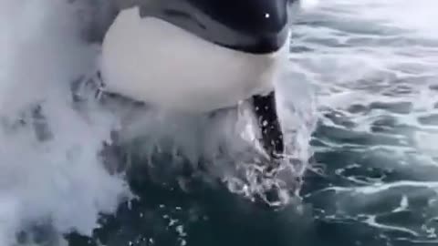 TOO COOL!!!! Jumping Orcas!!!