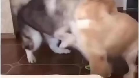 Cat slap hilarious