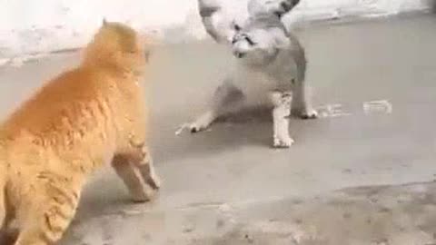 Angry and funny cats