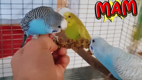 Budgie Daily Routine.😊🦜