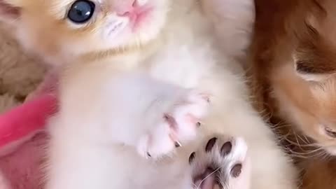 "Kitten Cuties: Paws and Whiskers of Adorableness!"