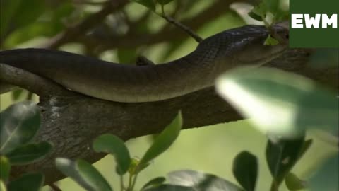 Documentary on the black mamba