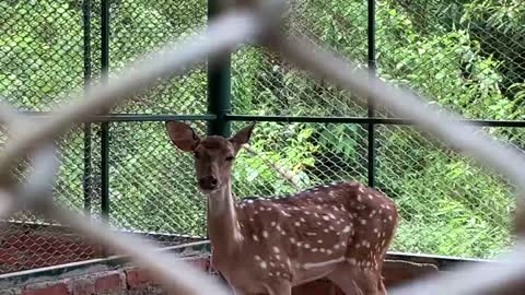 Musk deer is attempting to escape the small zoo but is unable to do so