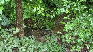 July 8, 2023 - The Creek Behind My House After a Heavy Morning Rain