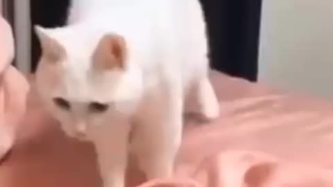 Cat Dance