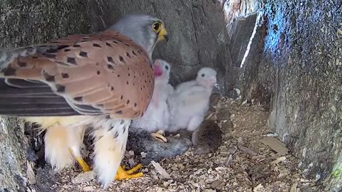 Kestrel Dad Learns to Care for Chicks After Mum Disappears-5