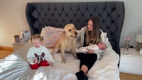 Golden Retriever Meets Newborn Baby For The First Time! (Cutest Ever!!)