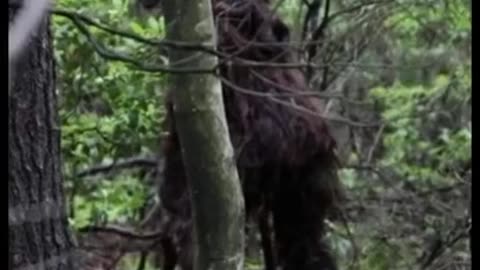 BIG FOOT SIGHTING | IS THAT A BABY ON HER BACK?