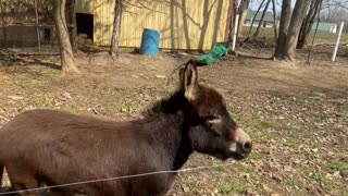 Henry the Donkey Likes to Race