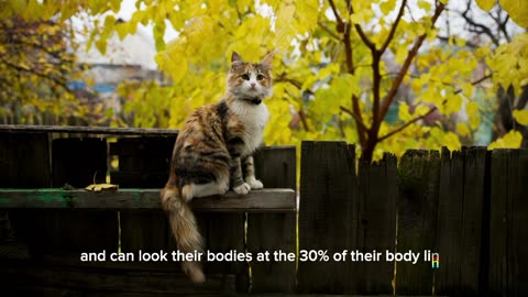 Unique facts about cats