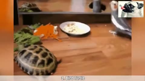 Top 10 Funny Pets Videos