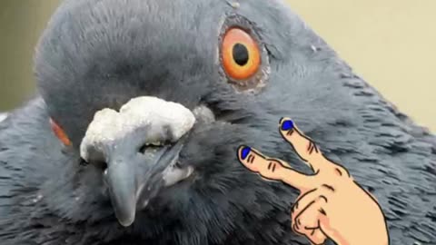 "Aiko.Mini Dove X Takes Over Rocky The Pigeon's Sleep Box"Silly Come See🕊️😇🎶🎤