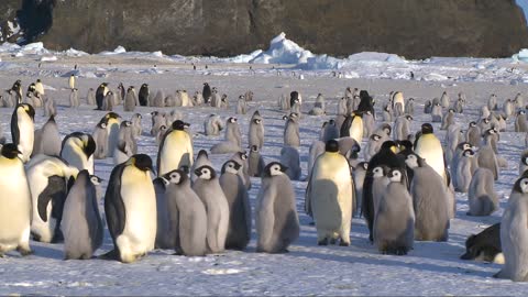 Emperor penguin colony at Antarctica lover