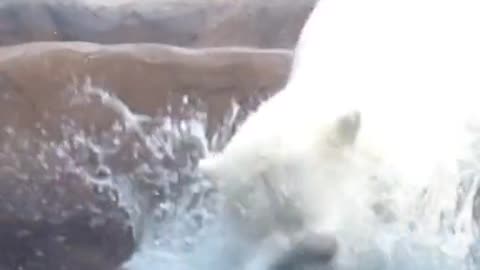 Polar bears like swimming